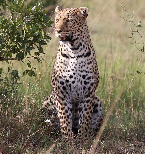 Leopard, Luluka