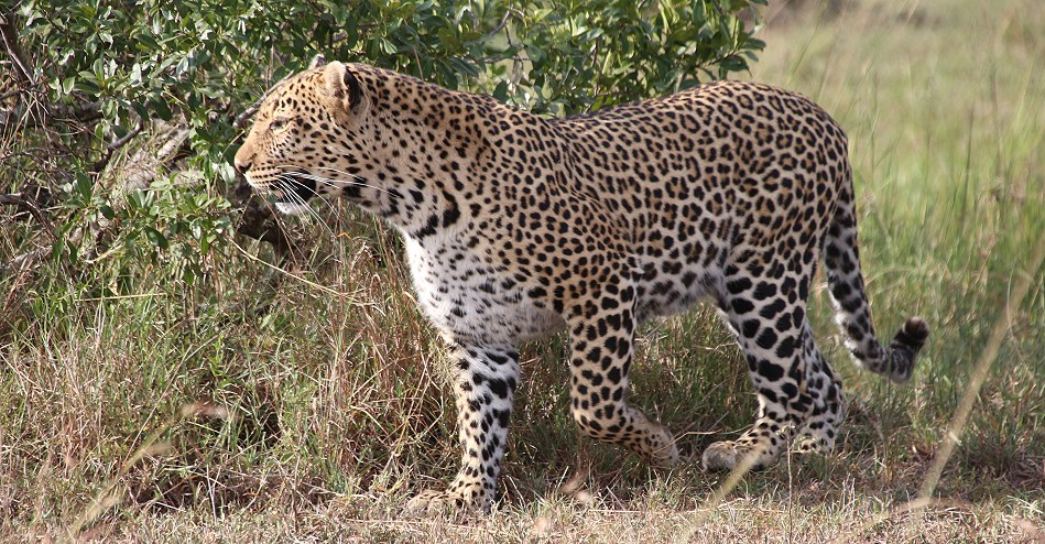 Leopard, Luluka