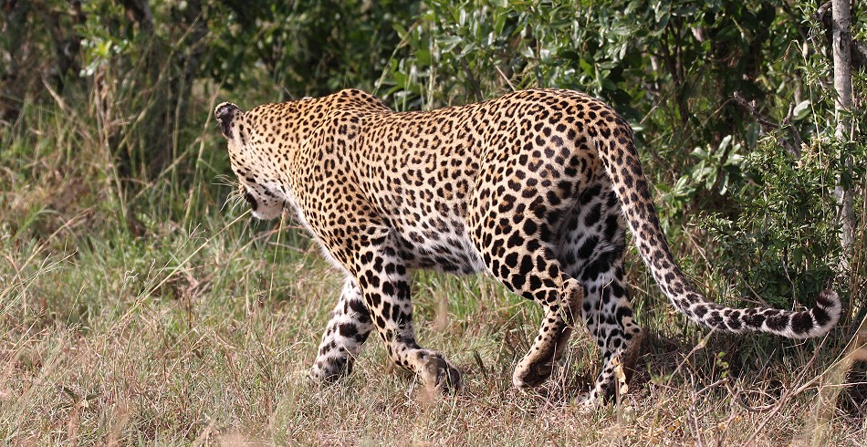 Leopard, Luluka