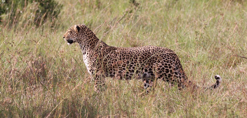 Leopard, Luluka