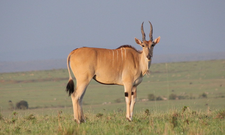 Elend Antilope