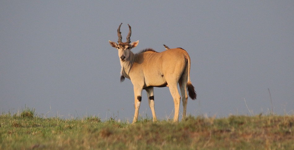 Elend Antilope