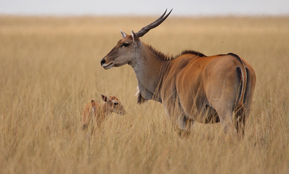 Elend Antilope mit Kalb