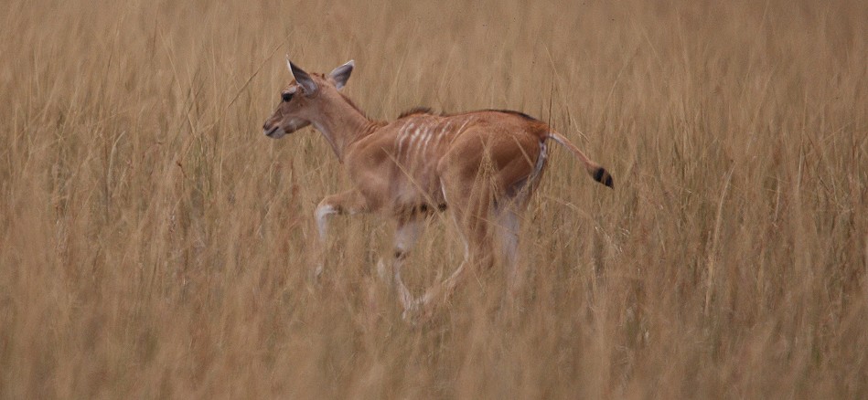 Elend Antilope mit Kalb