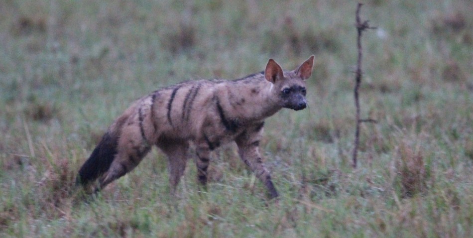 Erdwolf in der Masai Mara