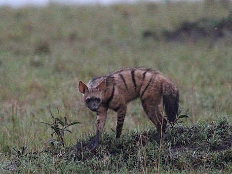 Erdwolf in der Masai Mara