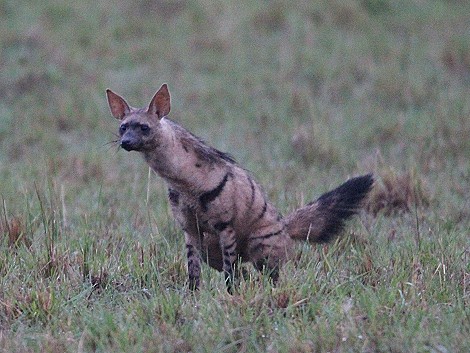 Erdwolf in der Masai Mara