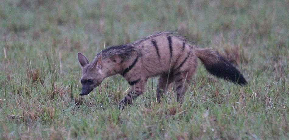Erdwolf in der Masai Mara