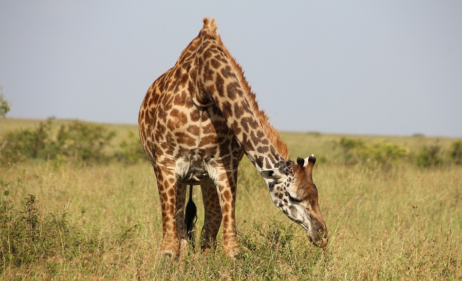 Masai Giraffe