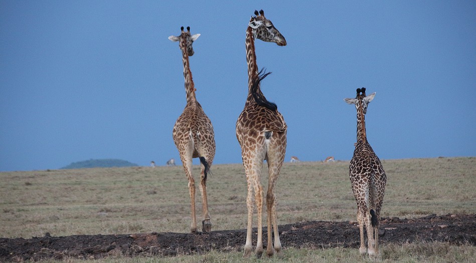 Masai Giraffe
