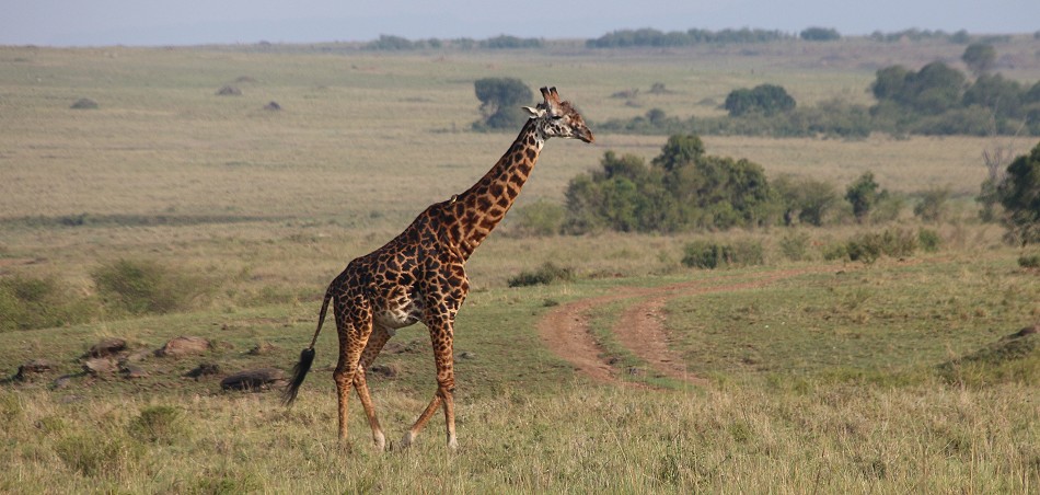 Masaigiraffe in der Masai Mara