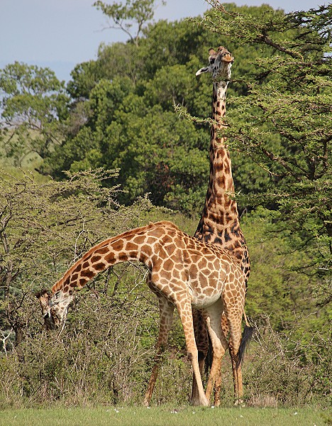 Masai Giraffen kurz vor der Paarung