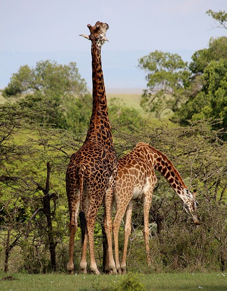 Masai Giraffen kurz vor der Paarung