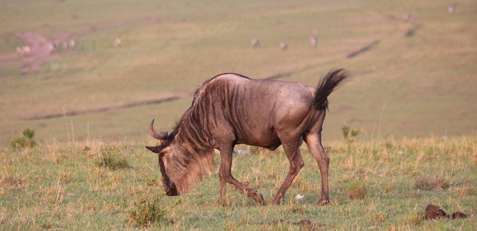 Gnu