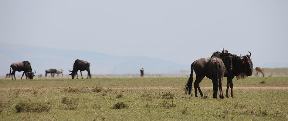 Gnus in der Masai Mara
