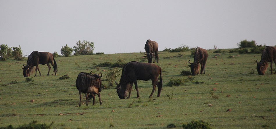 Gnus