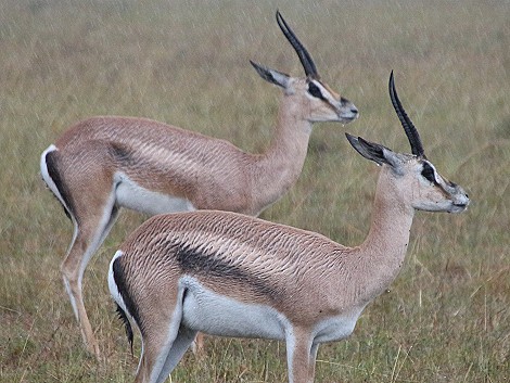 Grantgazellen im Regen, Masai Mara