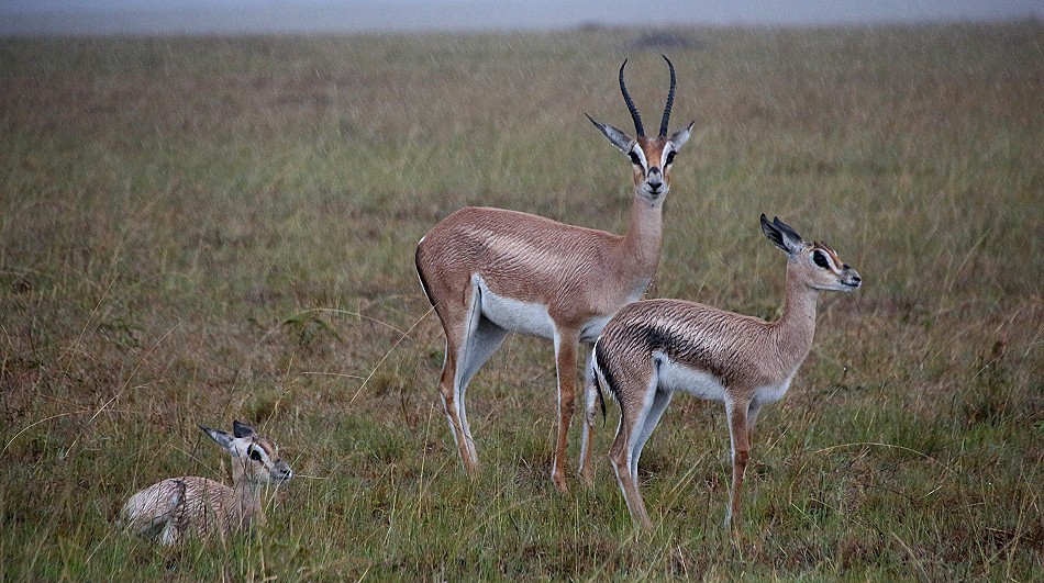 Grantgazellen im Regen, Masai Mara