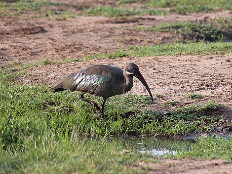 Hagedach Ibis