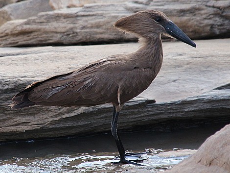 Hammerkop; Masai Mara