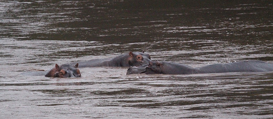 Flusspferde im Talek River