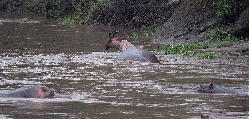 Flusspferde jagen und töten Topi im Talek Fluss