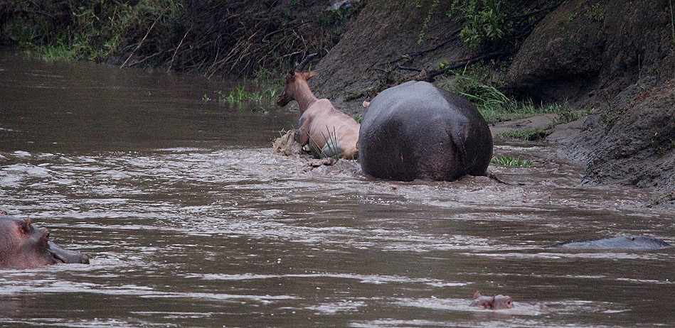 Flusspferde jagen und töten Topi im Talek Fluss
