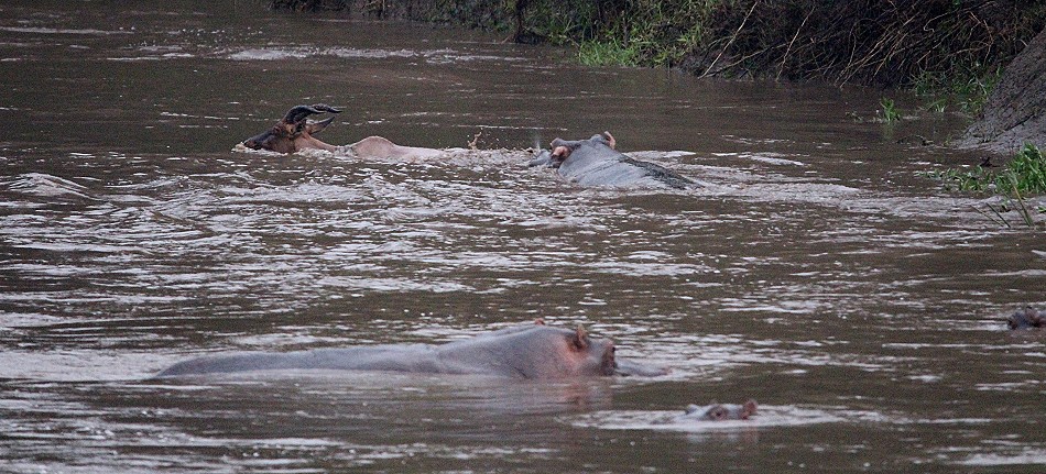 Flusspferde jagen und töten Topi im Talek Fluss