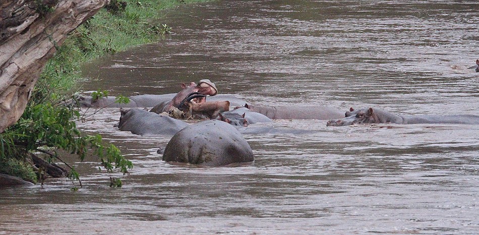 Flusspferde jagen und töten Topi im Talek Fluss