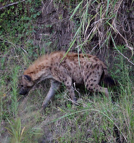 Leopard contra Hyänen