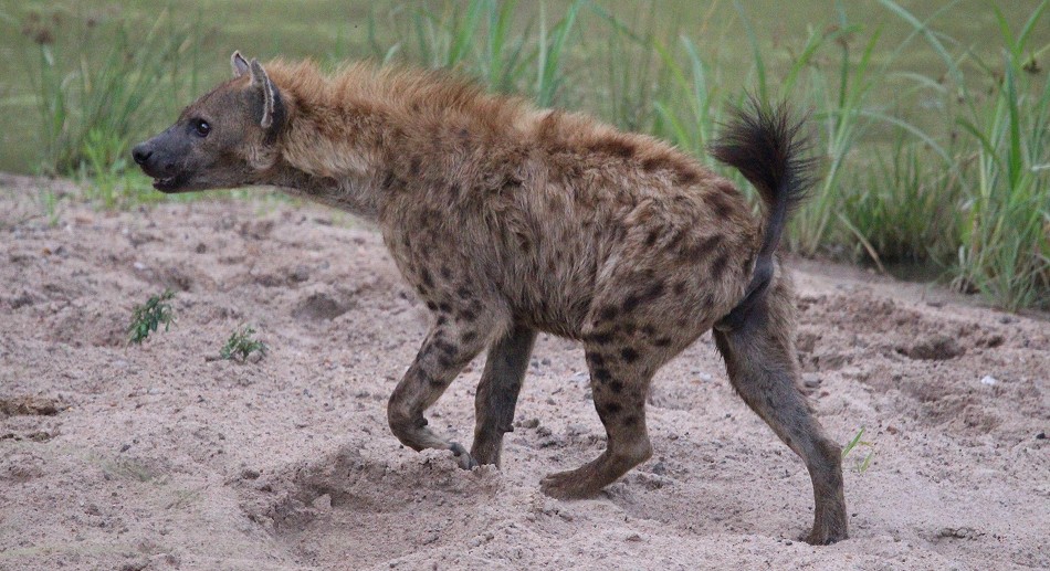 Leopard contra Hyänen