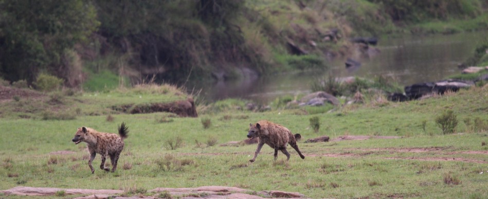 Hyänen stehlen Beute von Geprad, Masai Mara