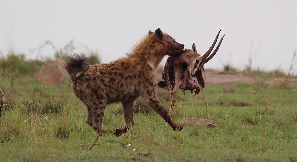 Hyänen stehlen Beute von Geprad, Masai Mara