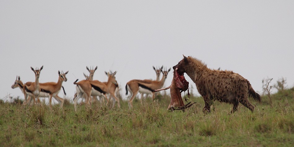 Hyänen stehlen Beute von Geprad, Masai Mara