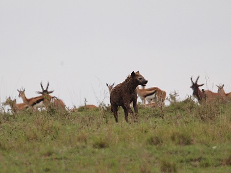 Hyänen stehlen Beute von Geprad, Masai Mara