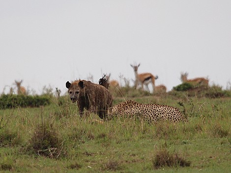 Hyänen stehlen Beute von Geprad, Masai Mara