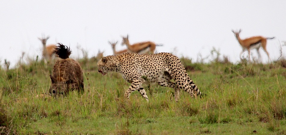 Hyänen stehlen Beute von Geprad, Masai Mara
