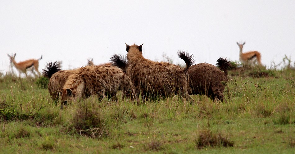 Hyänen stehlen Beute von Geprad, Masai Mara
