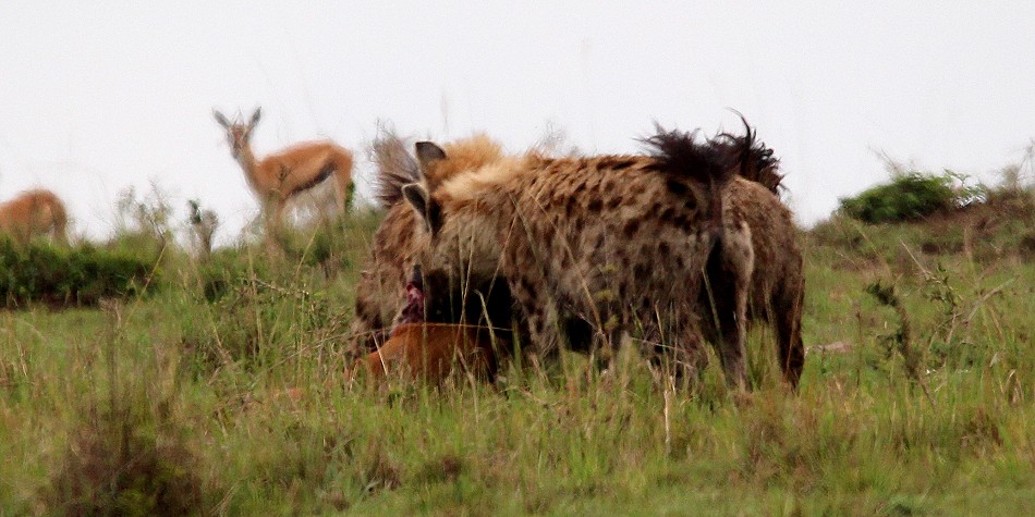 Hyänen stehlen Beute von Geprad, Masai Mara
