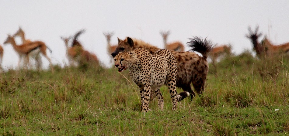 Hyänen stehlen Beute von Geprad, Masai Mara