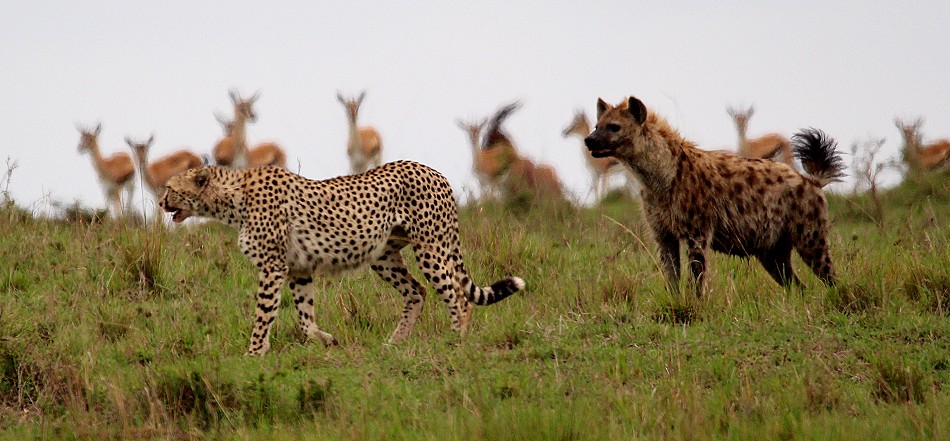 Hyänen stehlen Beute von Geprad, Masai Mara