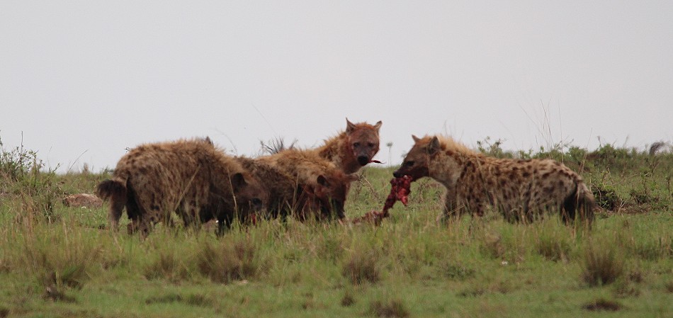 Hyänen stehlen Beute von Geprad, Masai Mara