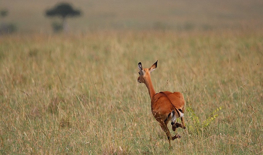 flüchtende Impala