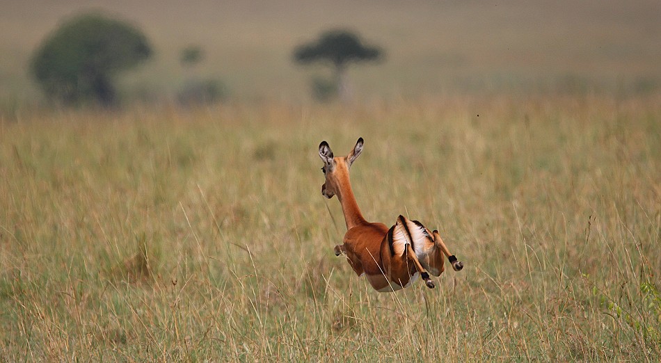 flüchtende Impala