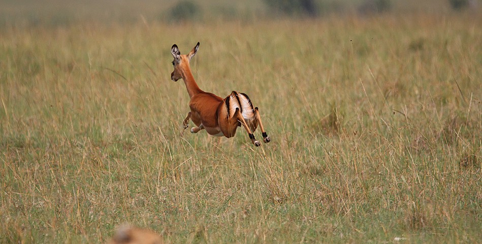 flüchtende Impala