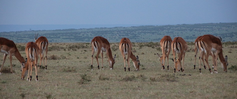 Impalas