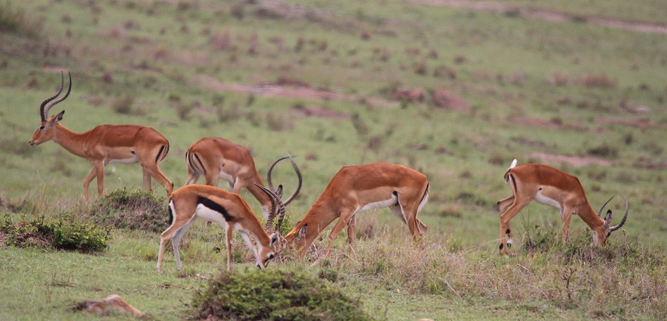 Gepard bei der Jagd, Masai Mara