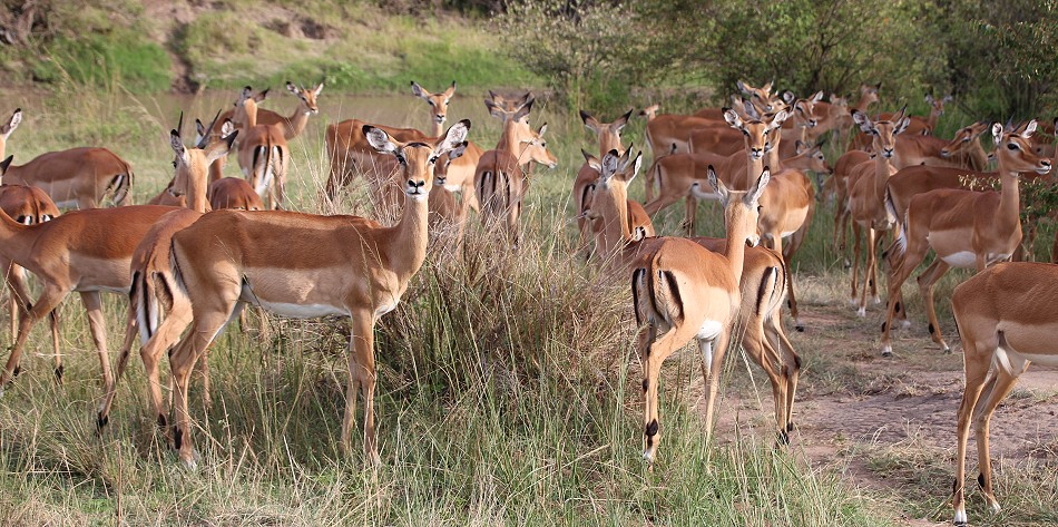 Impalas in der Masai Mara