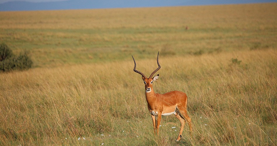 Impalas