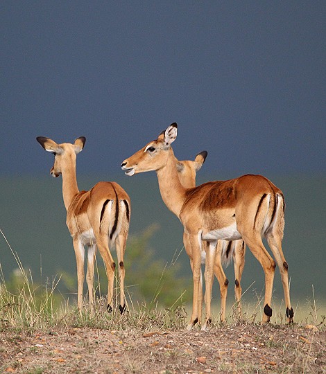 Impalas
